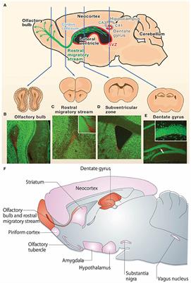 Tissue Engineering and Biomaterial Strategies to Elicit Endogenous Neuronal Replacement in the Brain